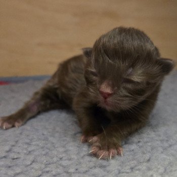 chaton British Longhair chocolate Chatterie des Ptits Chamours