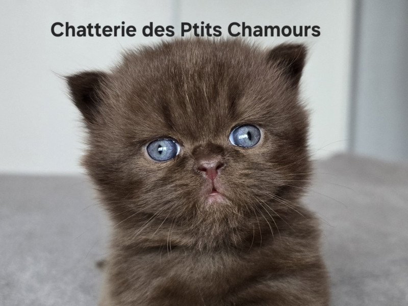 Appy Femelle British Longhair