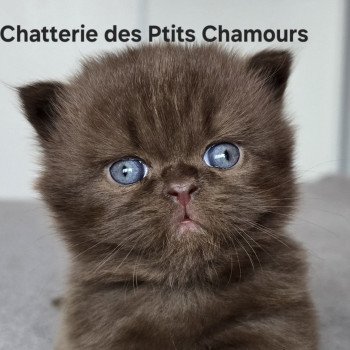 chaton British Longhair chocolate Appy Chatterie des Ptits Chamours