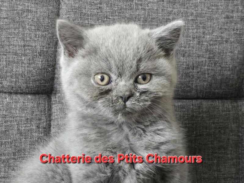 Baloo Mâle British Shorthair