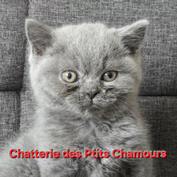 chaton British Shorthair blue Baloo Chatterie des Ptits Chamours