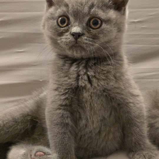 Baloo Mâle British Shorthair