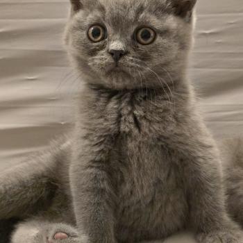 chaton British Shorthair blue Baloo Chatterie des Ptits Chamours