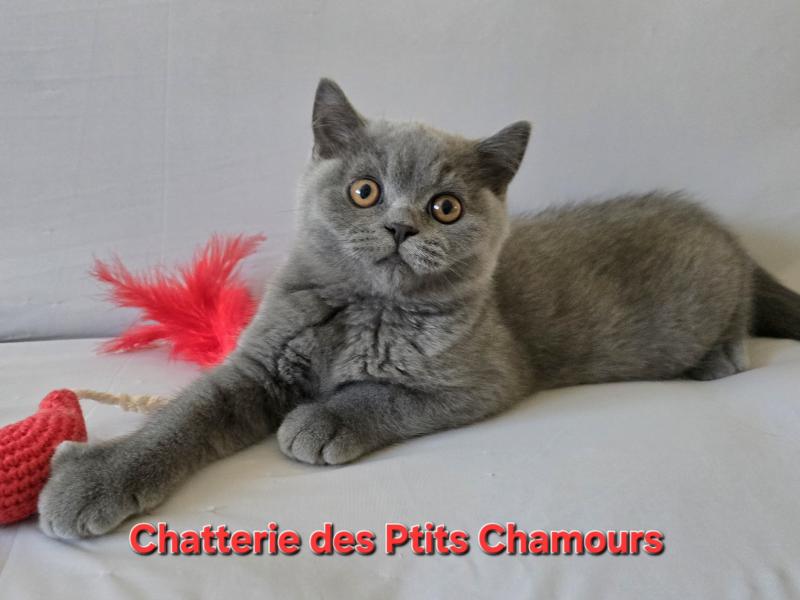 Baloo Mâle British Shorthair