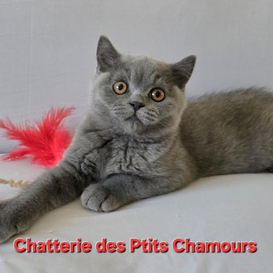 Baloo Mâle British Shorthair