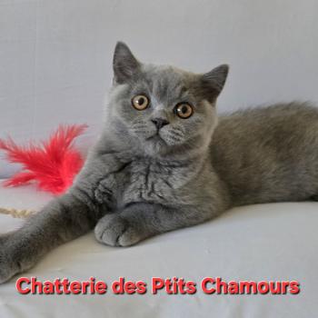 chaton British Shorthair blue Baloo Chatterie des Ptits Chamours