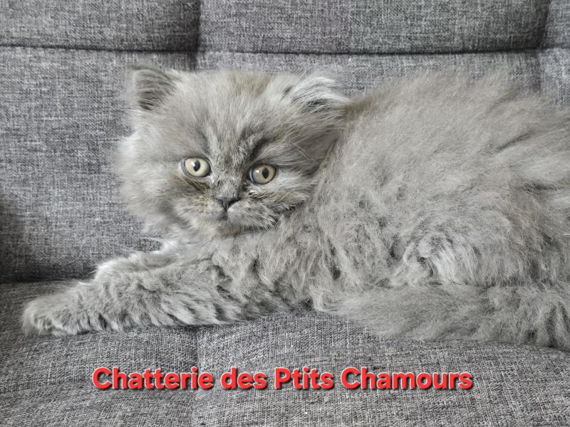 Berlioz Mâle British Longhair