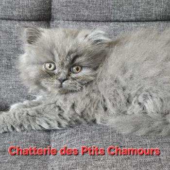 chaton British Longhair blue Berlioz Chatterie des Ptits Chamours