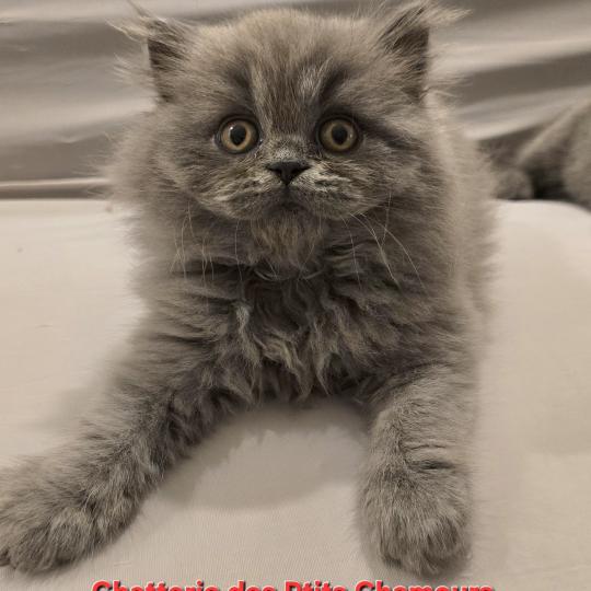 Berlioz Mâle British Longhair