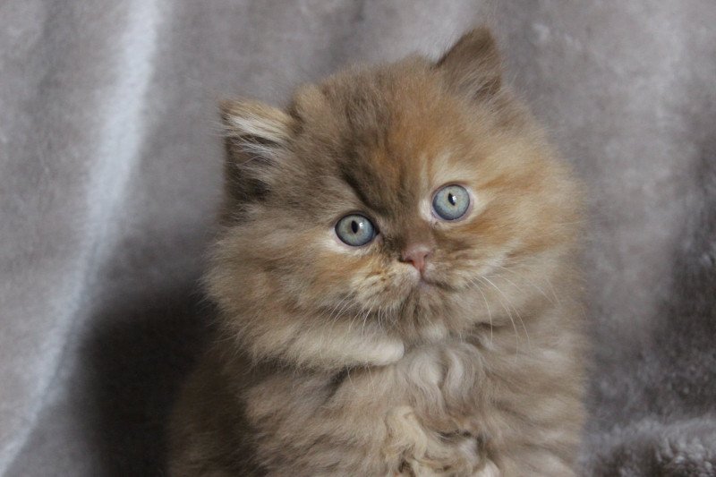 Auréale Femelle British Longhair