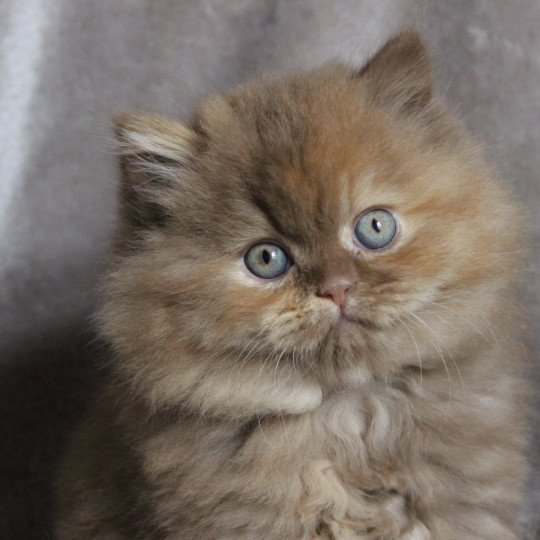 Auréale Femelle British Longhair