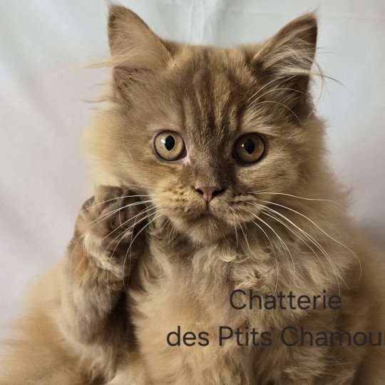 Auréale Femelle British Longhair