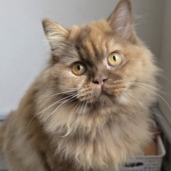 chat British Longhair cinnamon tortie Auréale Chatterie des Ptits Chamours