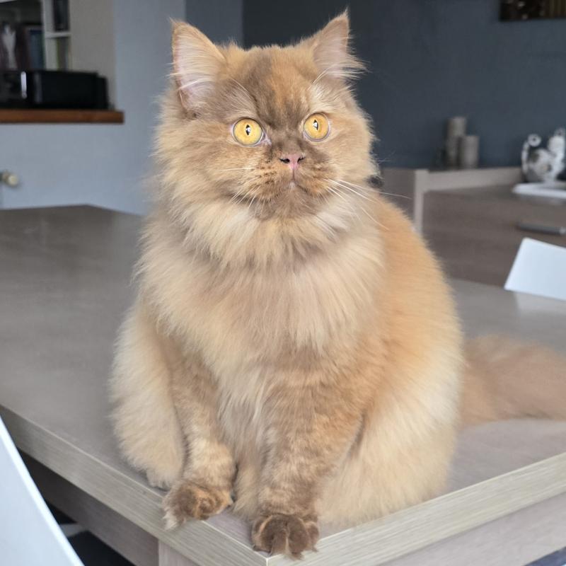 Auréale Femelle British Longhair