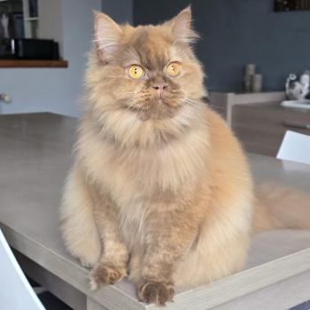 chat British Longhair cinnamon tortie Auréale Chatterie des Ptits Chamours