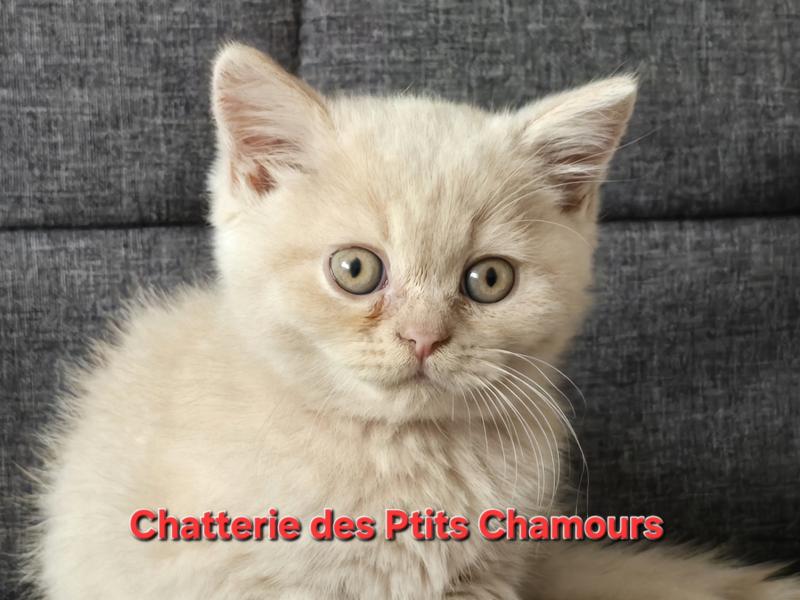 Bailey Mâle British Shorthair