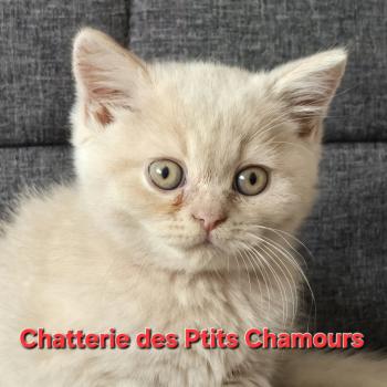 chaton British Shorthair cream Bailey Chatterie des Ptits Chamours