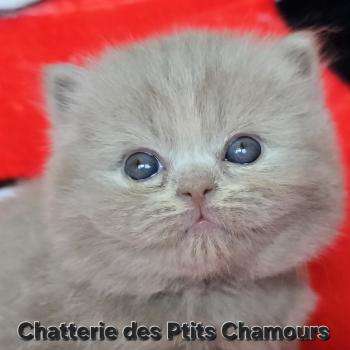 chaton British Longhair fawn Blossom Chatterie des Ptits Chamours