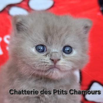 chaton British Longhair fawn tortie Bonnie Chatterie des Ptits Chamours