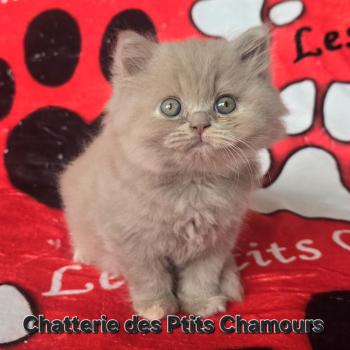 chaton British Longhair fawn tortie Bonnie Chatterie des Ptits Chamours