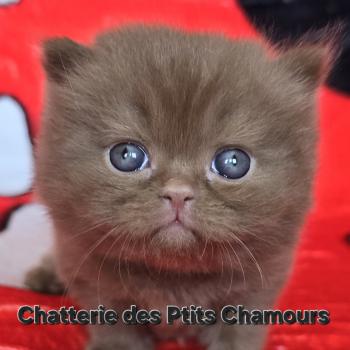 chaton British Longhair cinnamon Boréale Chatterie des Ptits Chamours