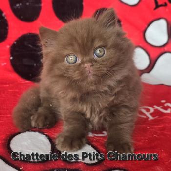 chaton British Longhair cinnamon Boréale Chatterie des Ptits Chamours