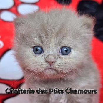 chaton British Longhair fawn Brianna Chatterie des Ptits Chamours