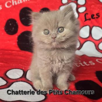 chaton British Longhair fawn tortie Brianna Chatterie des Ptits Chamours