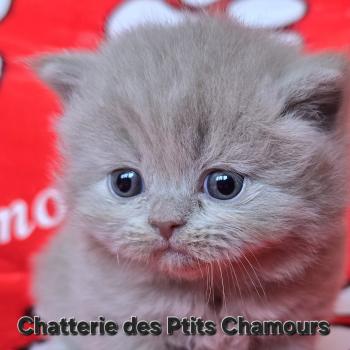 chaton British Longhair fawn Buddy Chatterie des Ptits Chamours