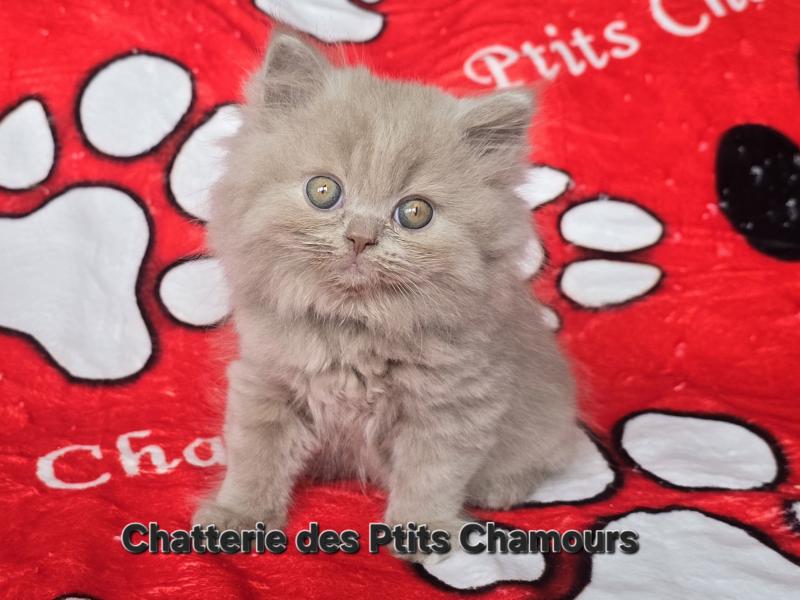 Buddy Mâle British Longhair
