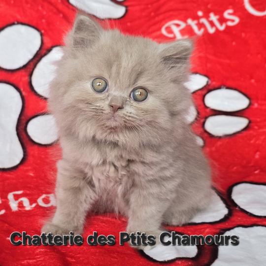Buddy Mâle British Longhair