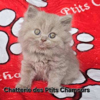 chaton British Longhair fawn Buddy Chatterie des Ptits Chamours