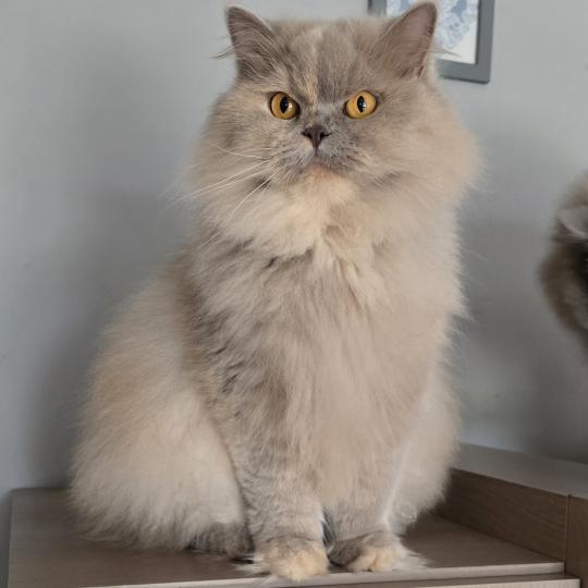 Sixtine Femelle British Longhair