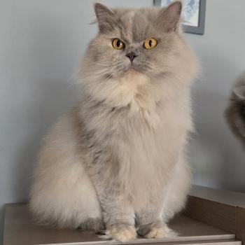 chat British Longhair lilac tortie Sixtine du Regard d'Opale Chatterie des Ptits Chamours