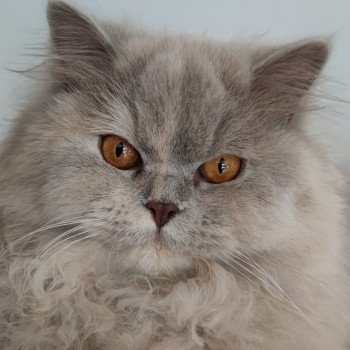 chat British Longhair lilac tortie Sixtine Chatterie des Ptits Chamours