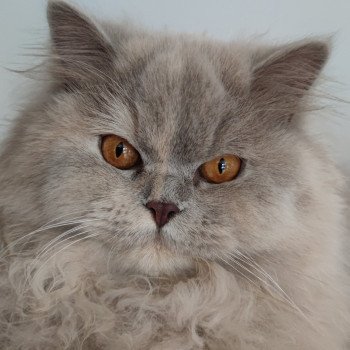 Sixtine Femelle British Longhair