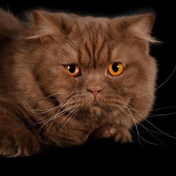Ugues Mâle British Longhair