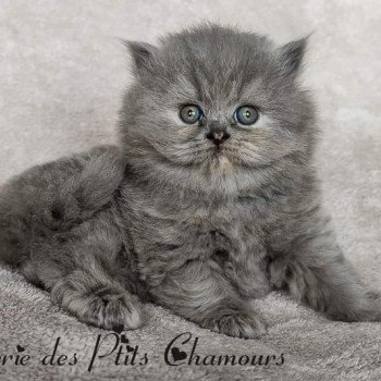 chaton British Longhair blue tortie Zoombayah Chatterie des Ptits Chamours