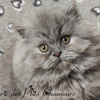 chaton British Longhair blue tortie Zoombayah Chatterie des Ptits Chamours