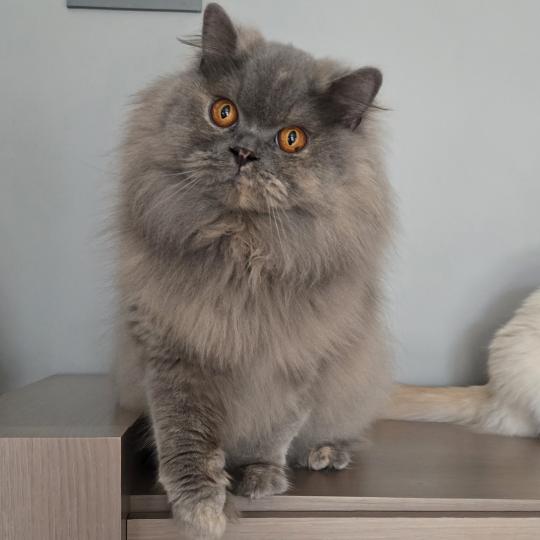 Zoombayah Femelle British Longhair