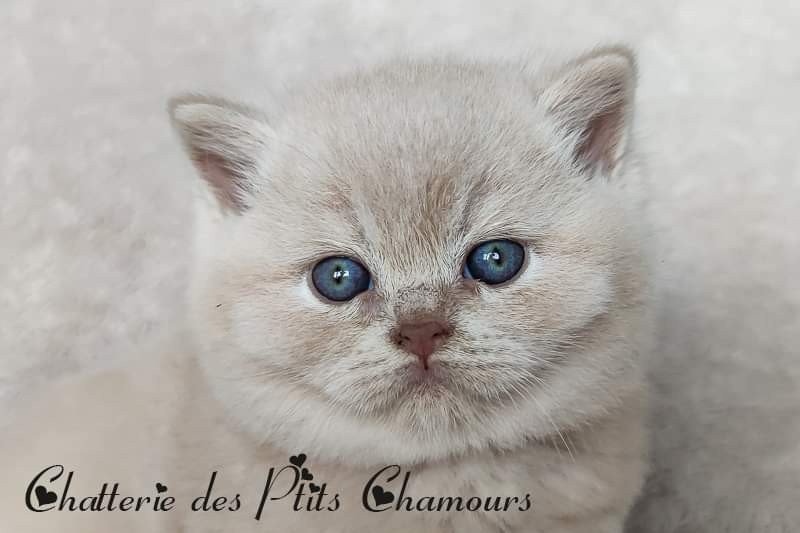 Winnie Mâle British Shorthair