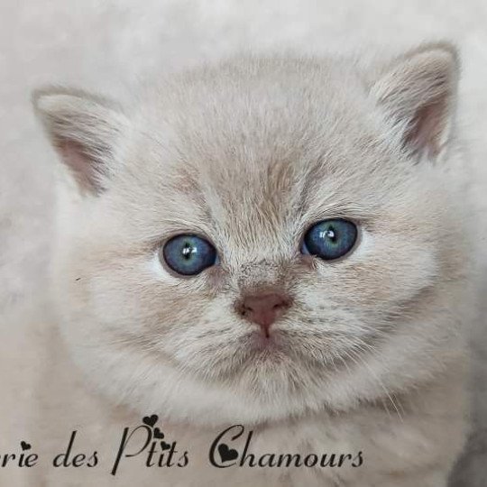 Winnie Mâle British Shorthair