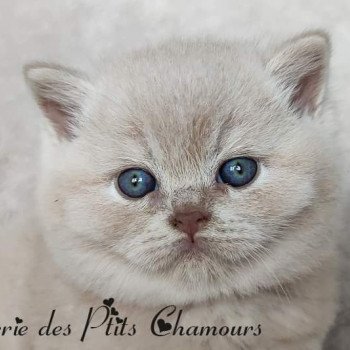 chaton British Shorthair cream Winnie Chatterie des Ptits Chamours