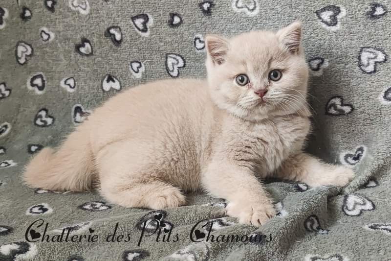 Winnie Mâle British Shorthair