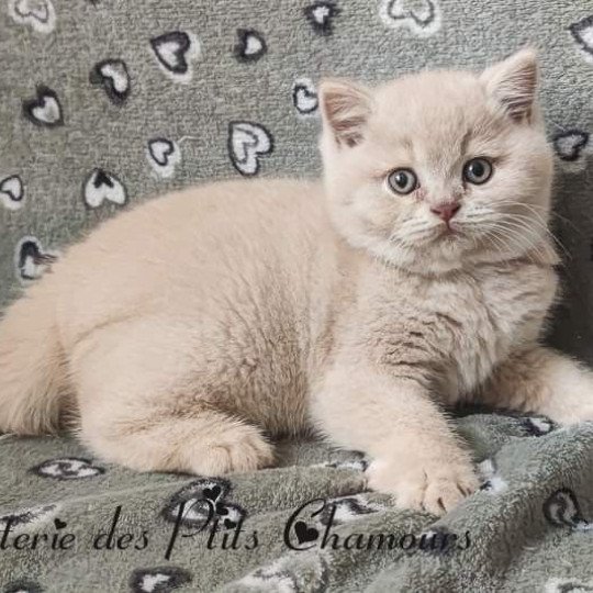 Winnie Mâle British Shorthair