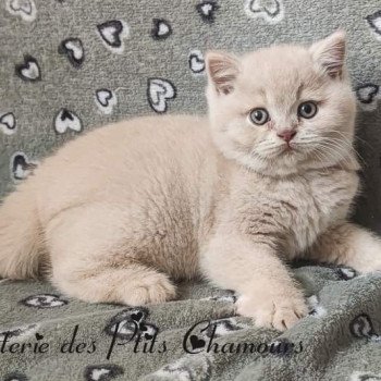 chaton British Shorthair cream Winnie Chatterie des Ptits Chamours