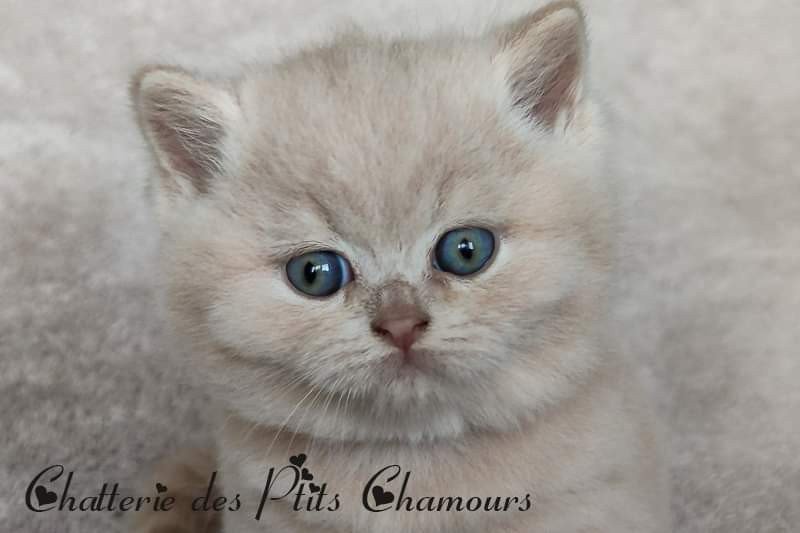 Zazou Mâle British Shorthair