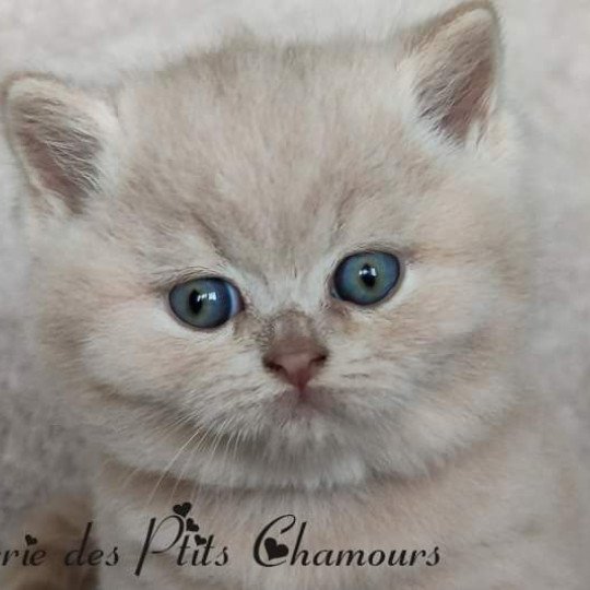 Zazou Mâle British Shorthair