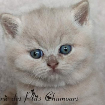 chaton British Shorthair cream Zazou Chatterie des Ptits Chamours