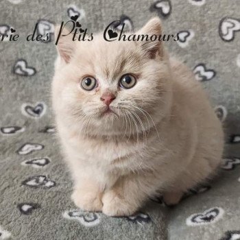 chaton British Shorthair cream Zazou Chatterie des Ptits Chamours